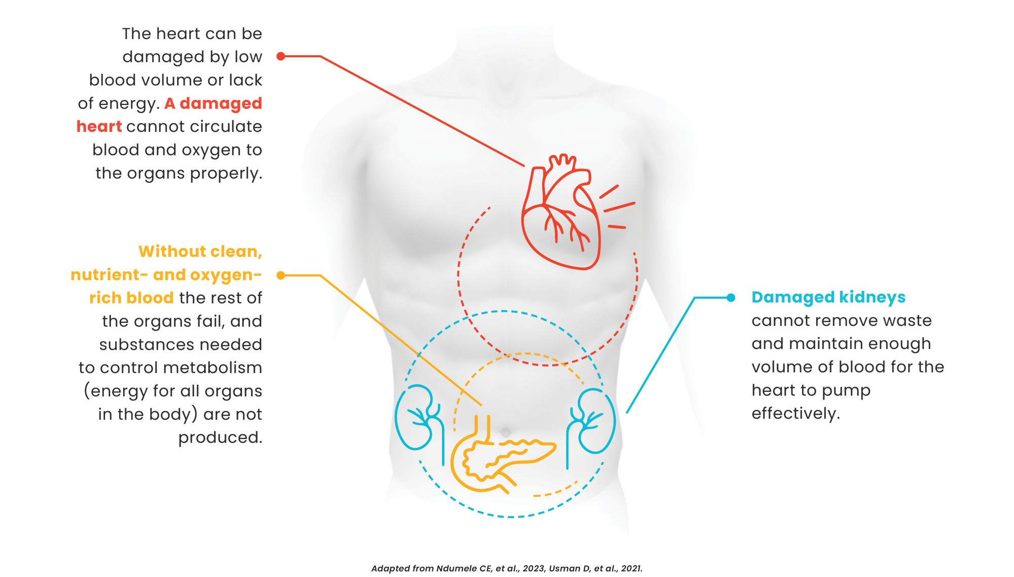 Body depicting how your main organs depend on each other to function properly